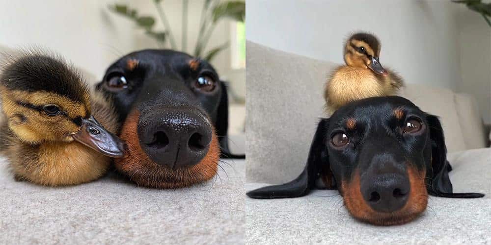 This Dachshund is a Total Chick Magnet!