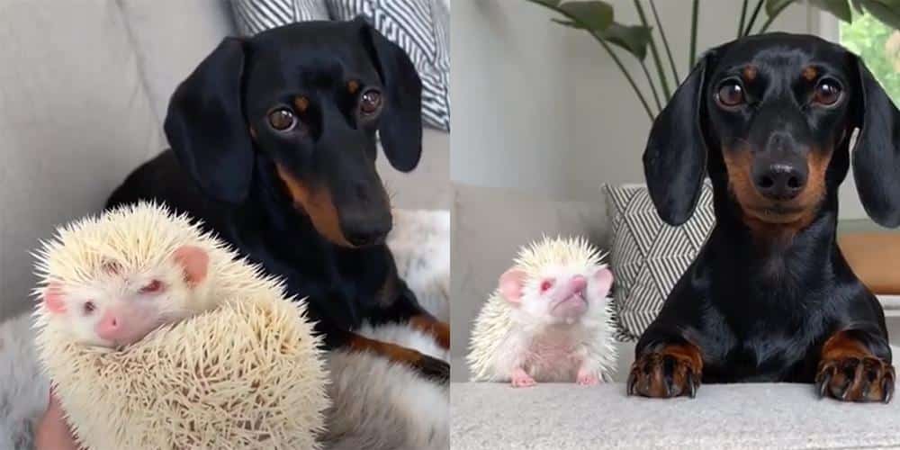 This dachshund is a total chick magnet!