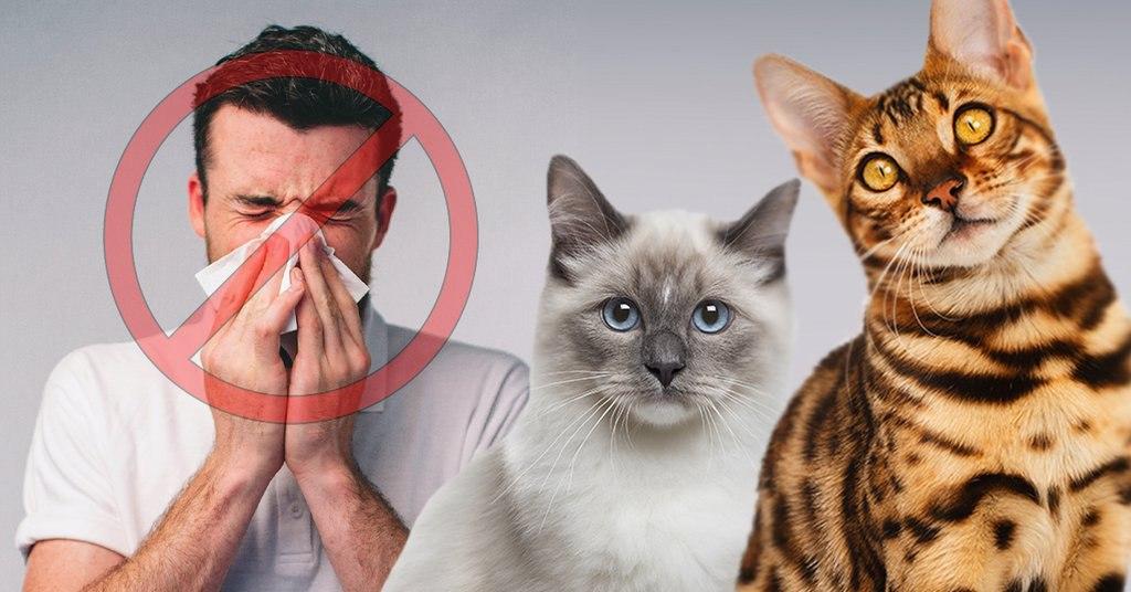 Allergic to Cats but Still Want One? Read This!