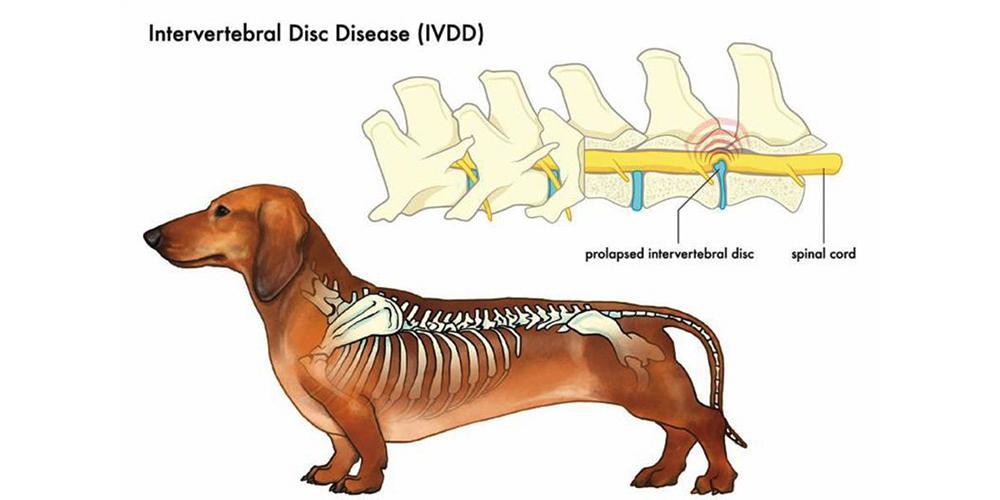 How 3D Printing Helped a Dachshund Walk Again!