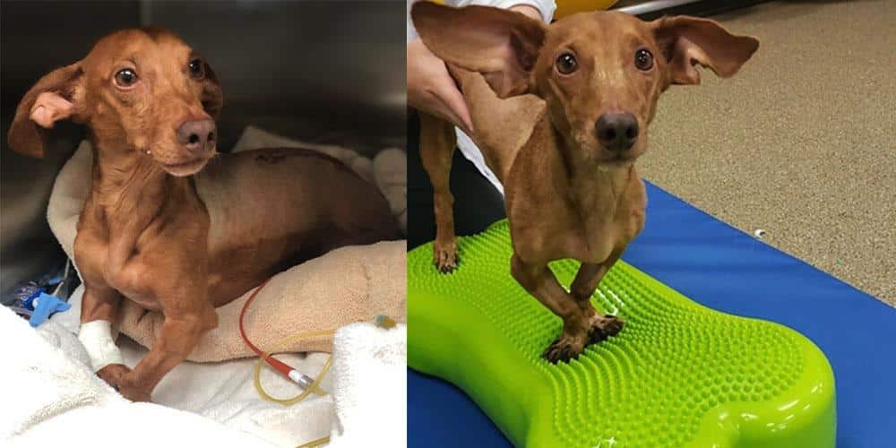 How 3d printing helped a dachshund walk again!