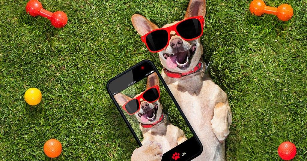 How To Turn Your Dog into a Social Media Influencer