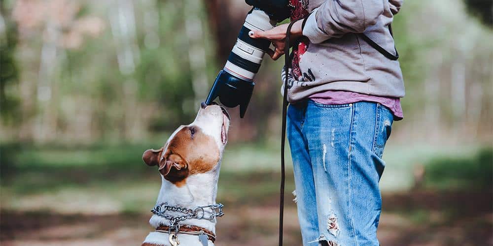 How to turn your dog into a social media influencer