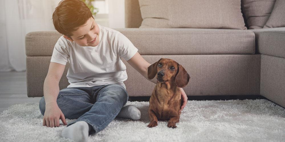 Are dachshunds good apartment dogs?