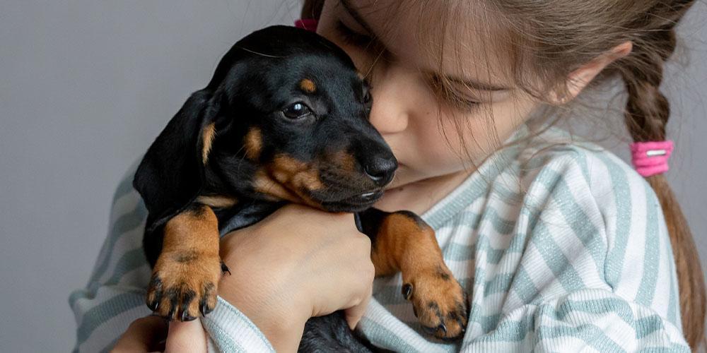 Do Dachshunds Make Good Apartment Dogs?