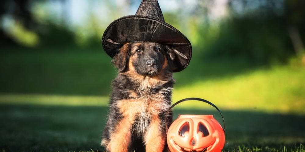 Dogs trick or treats what to do if your dog gets in the candy jar