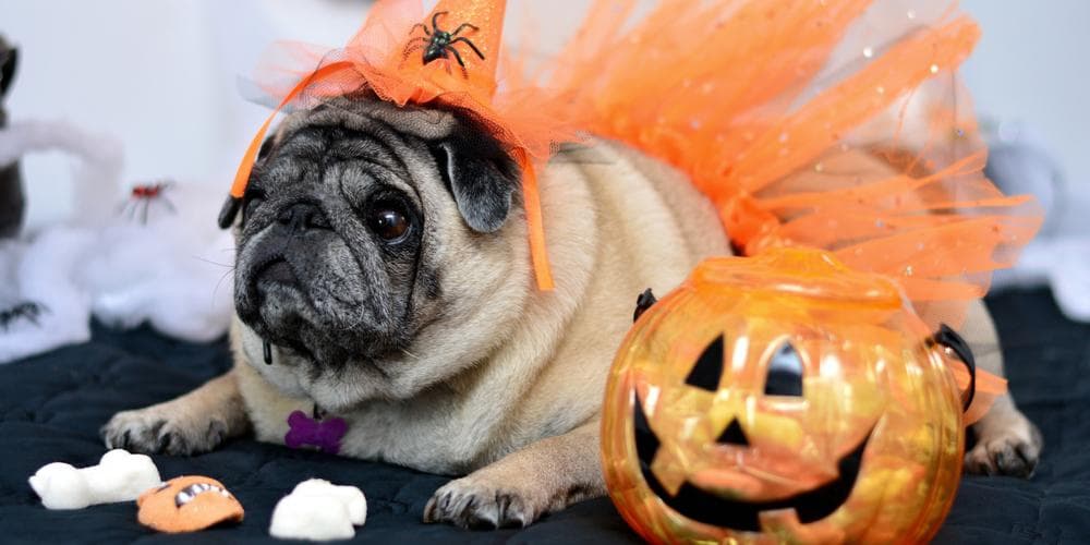 Dogs trick or treats what to do if your dog gets in the candy jar