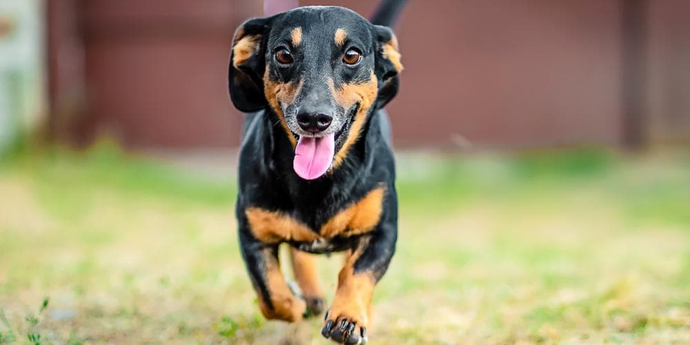 Decoding Dachshund Body Language