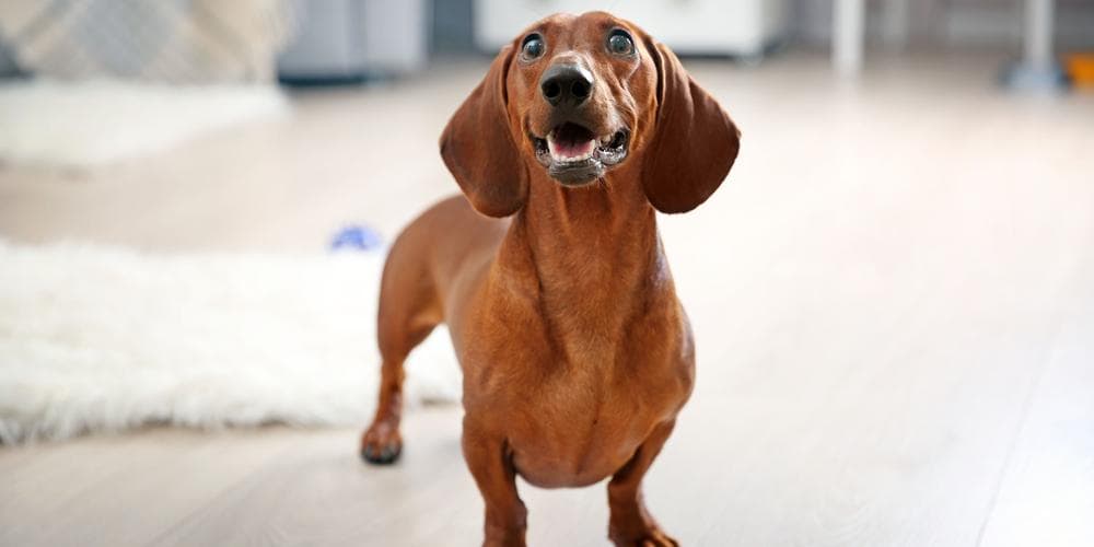 Happy dachshund