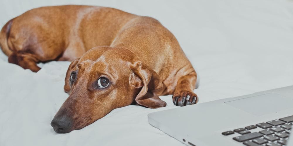 Guilty Dachshund