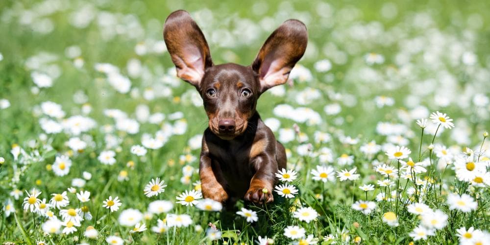 Excited Dachshund Running