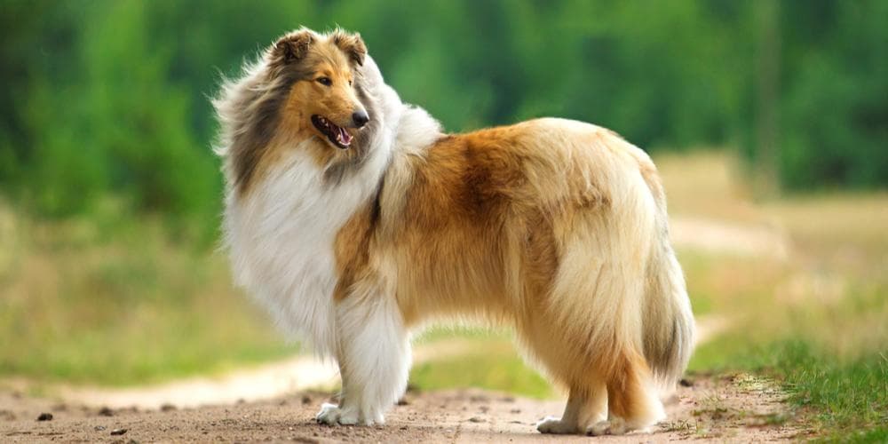 Lassie dog