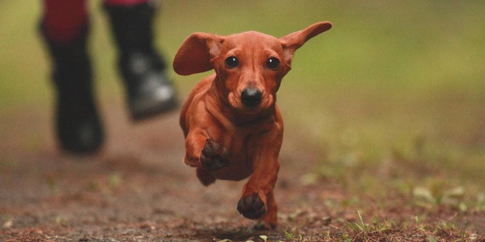 Dachshund running to save your life