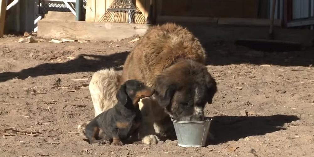 Razor and Jazzy Dachshund Saint-Bernard