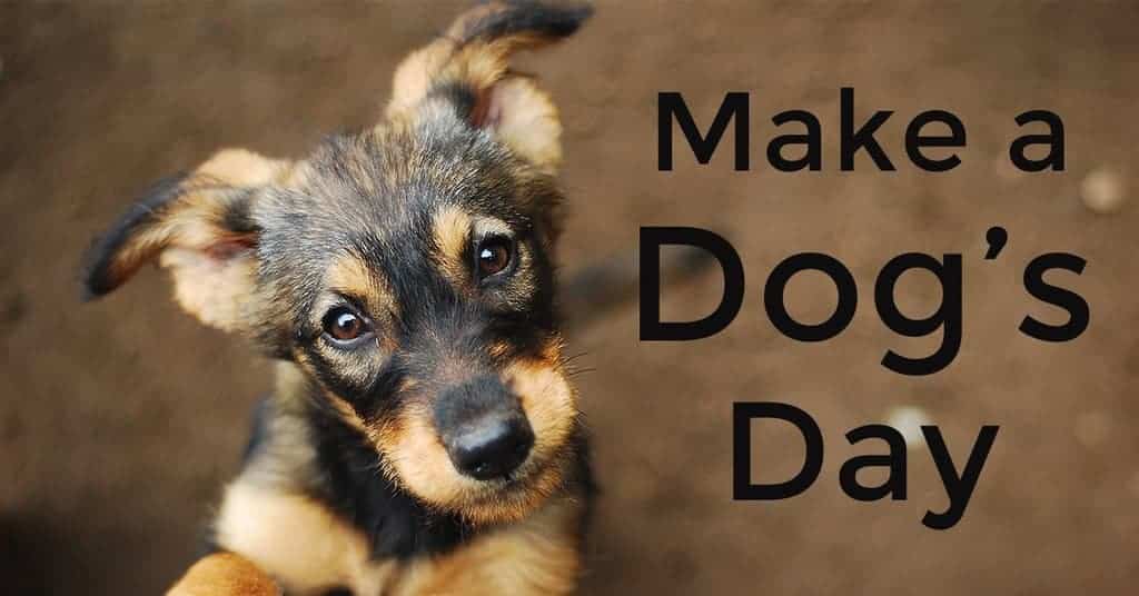 Make a dog's day blog cover