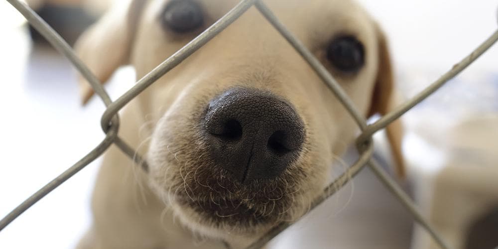 Puppy in dog shelter