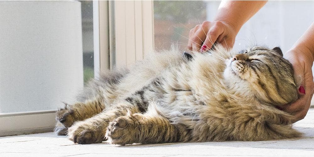 How to properly groom your cat at home