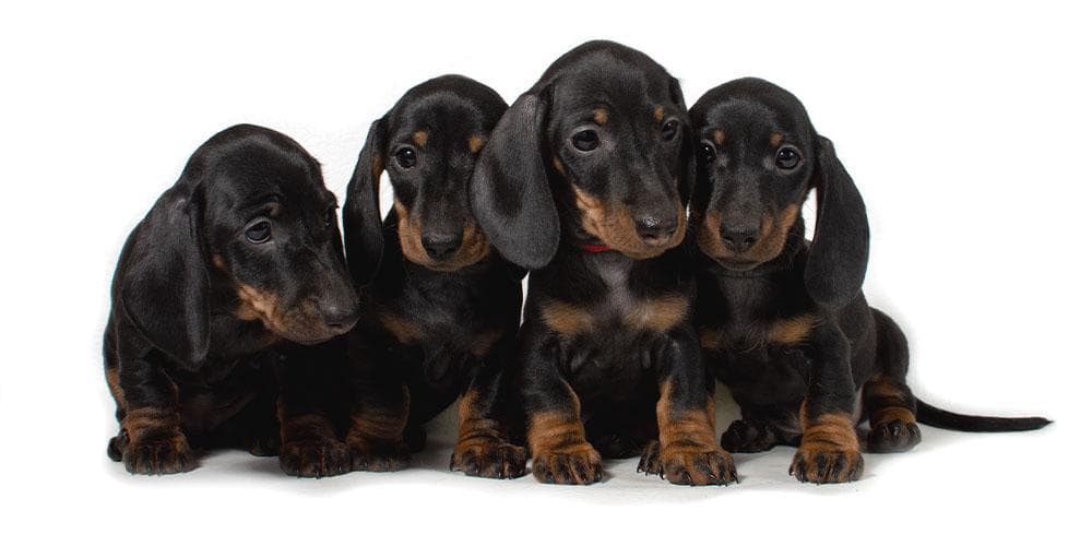 How To Pronounce "Dachshund" Correctly