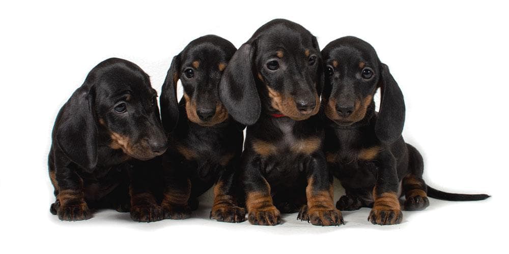 Why Are Dachshunds So Cute?