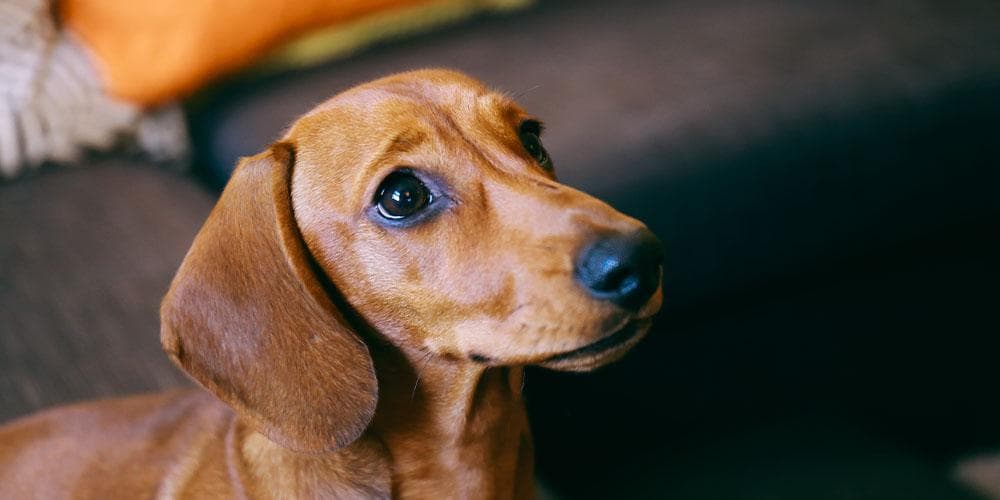 How to pronounce "dachshund" correctly