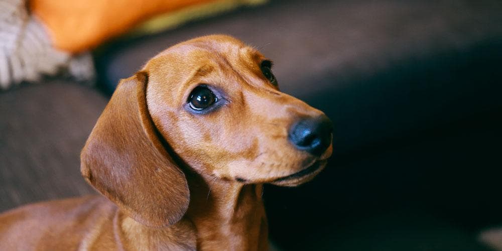 How To Pronounce "Dachshund" Correctly