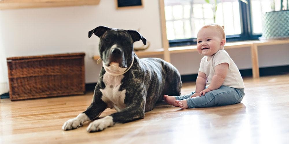 Top 5 most misunderstood dog breeds: a pet parent guide