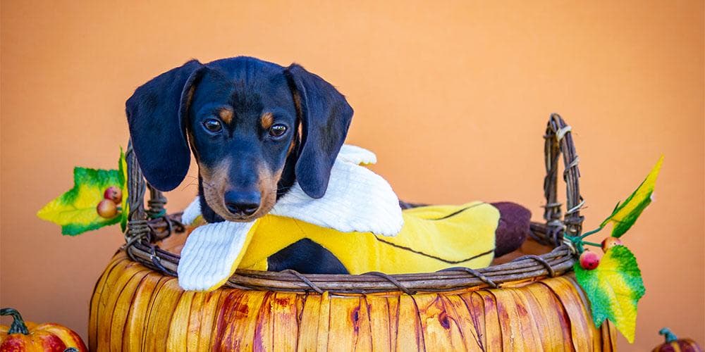 Why dachshunds are the cutest ever