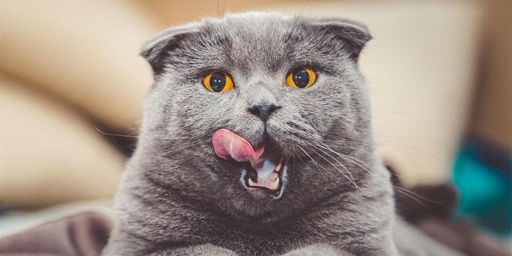 Raw food diet for cats pros and cons hotsell