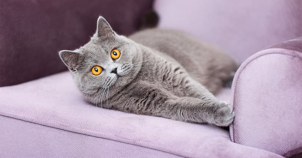 How to Save Your Couch from your Cat's Claws without Declawing