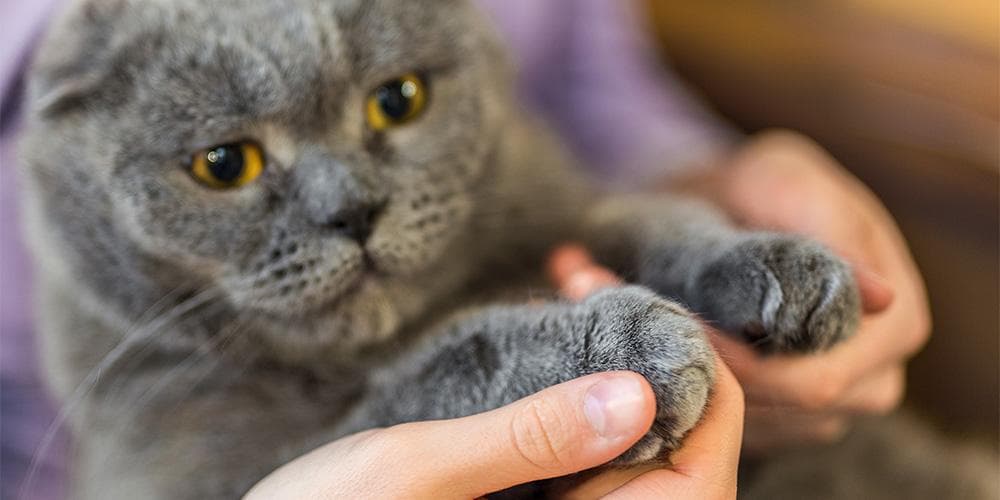 How To #SaveTheCouch From Your Cat's Claws (WITHOUT Declawing)