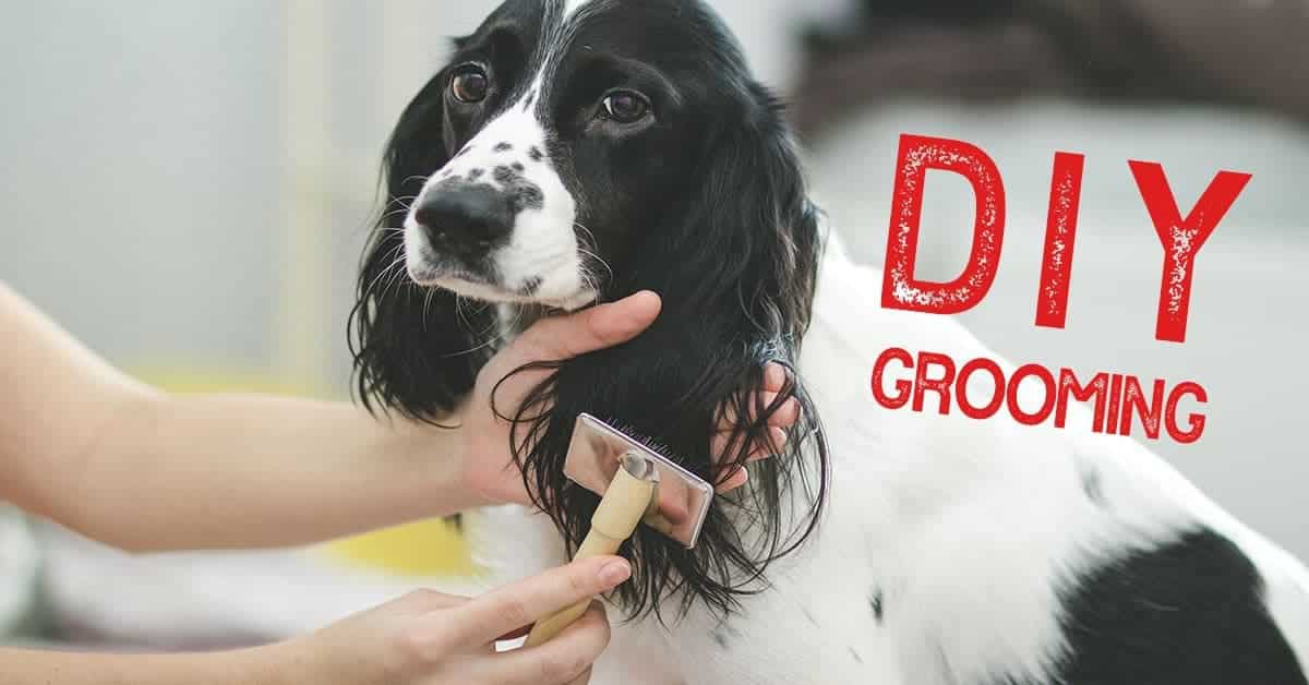 Dog grooming guide
