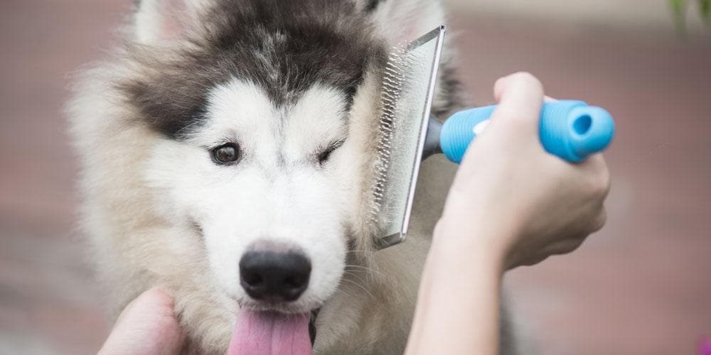 Diy dog grooming guide ✂️