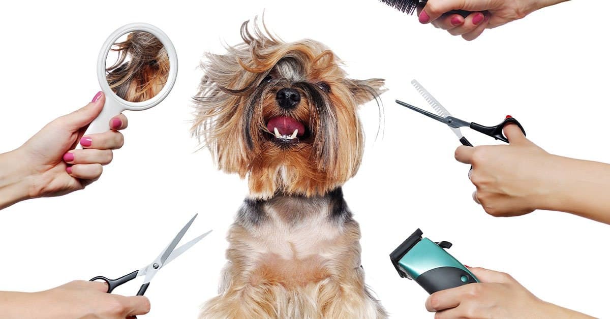 Diy dog grooming guide ✂️