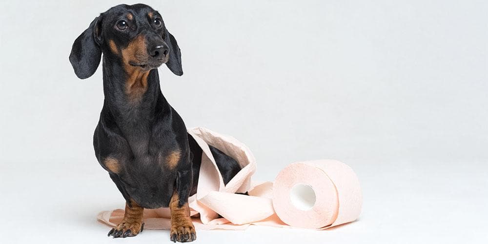 How to potty train your dachshund