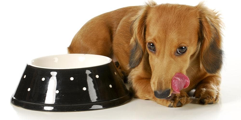 How to potty train your dachshund in these easy steps
