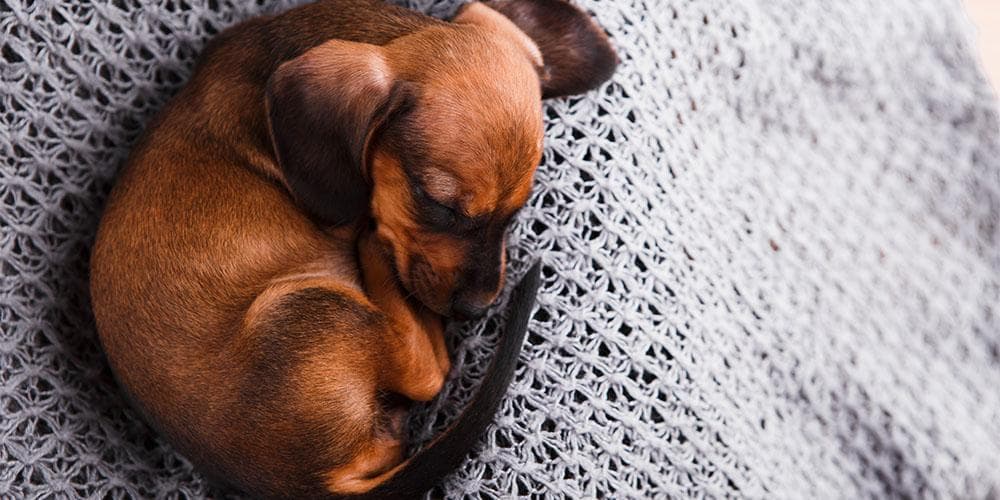 How to potty train your dachshund in these easy steps
