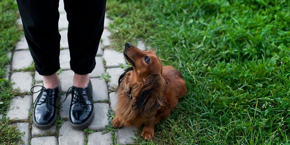 How to potty train your dachshund in these easy steps