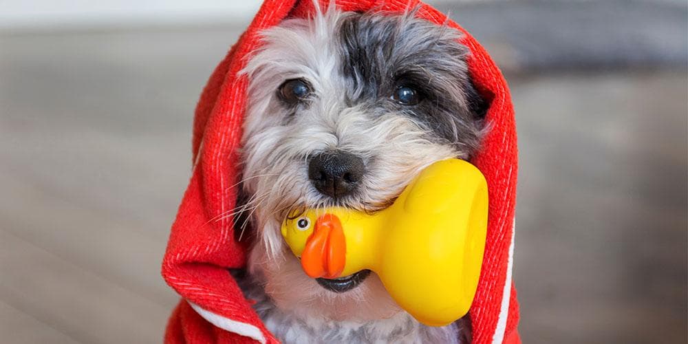 How to make your dog love bath time
