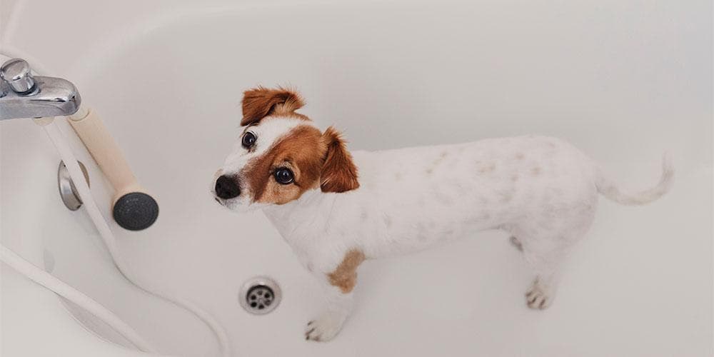 How to make your dog love bath time