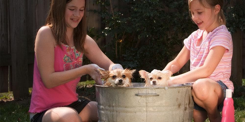 How to make your dog love bath time