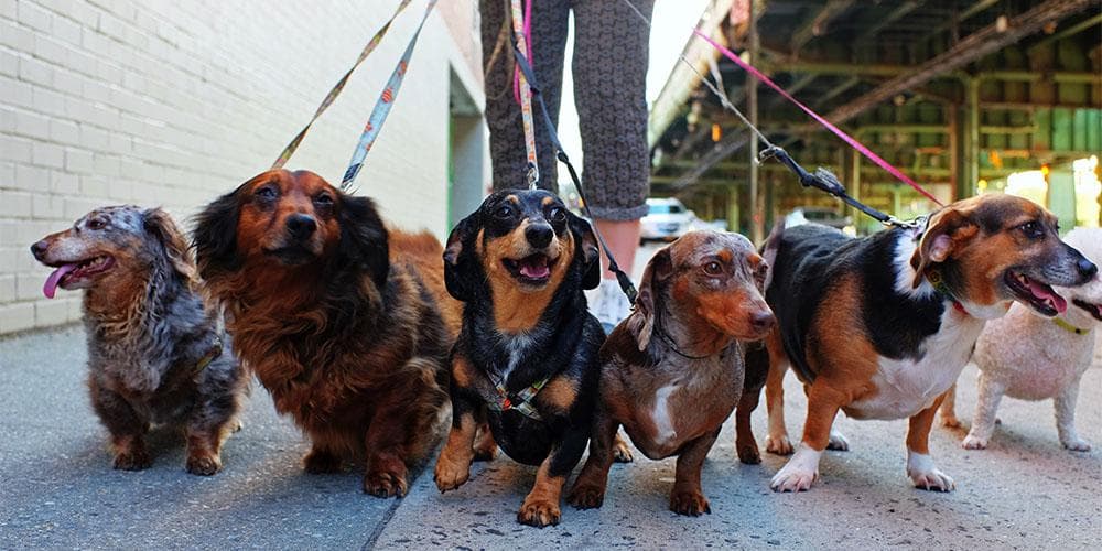 How to Make Your Dachshund Love Bath Time