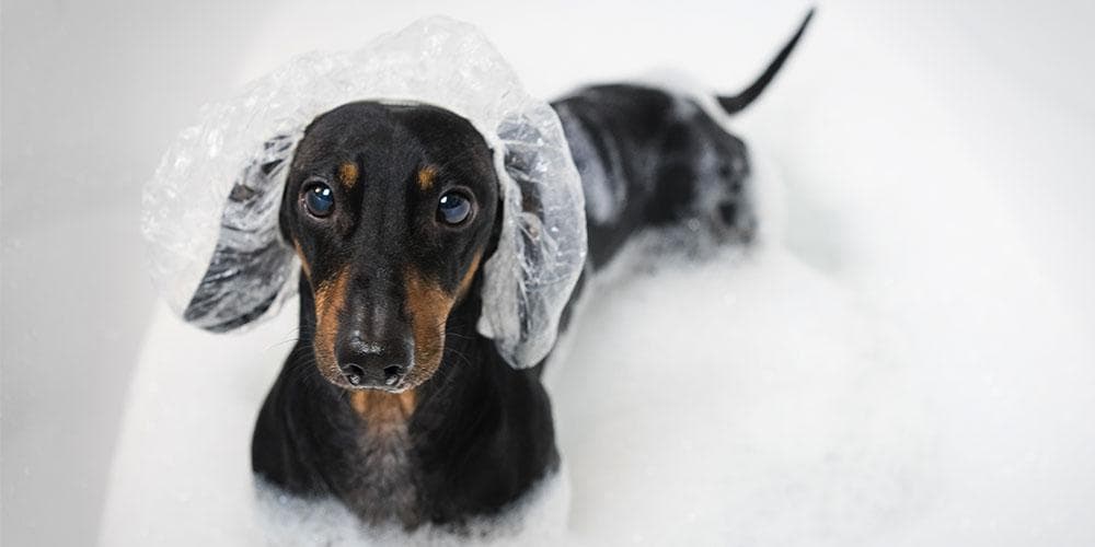 How to Make Your Dachshund Love Bath Time