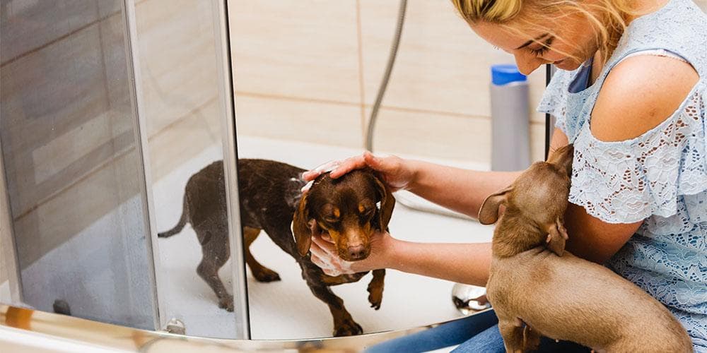 Steps for bathing a Dachshund