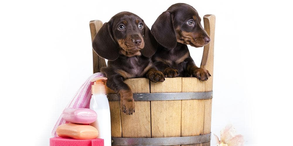 How to make your dachshund love bath time