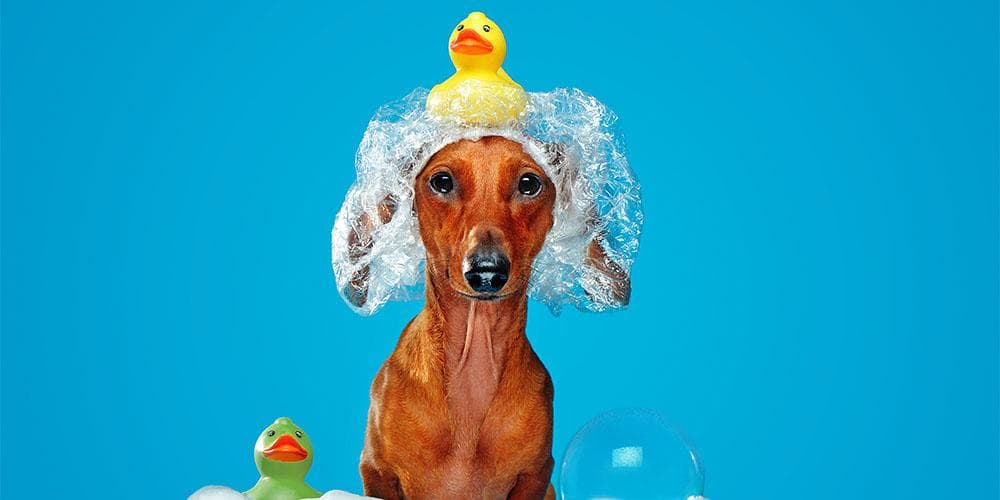How to make your dachshund love bath time
