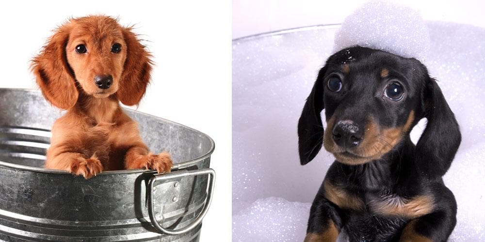 How to Make Your Dachshund Love Bath Time