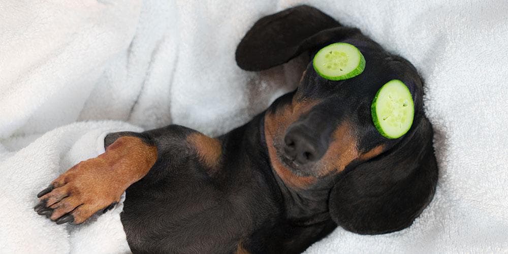 How to Make Your Dachshund Love Bath Time