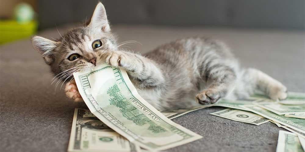 Is it expensive to own a cat?