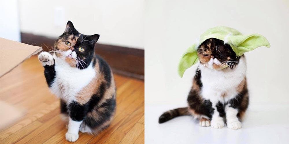 The cutest cats on instagram!