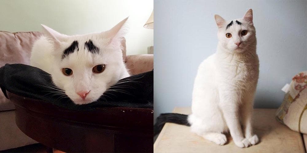 The cutest cats on instagram!